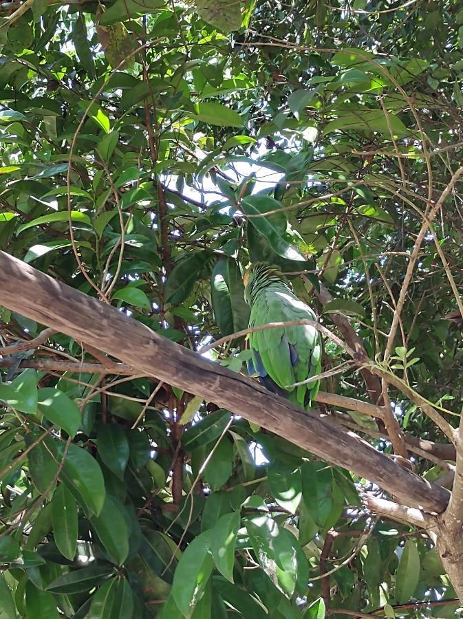 Pousada Quintal Dos Sonhos Xando Карайва Экстерьер фото